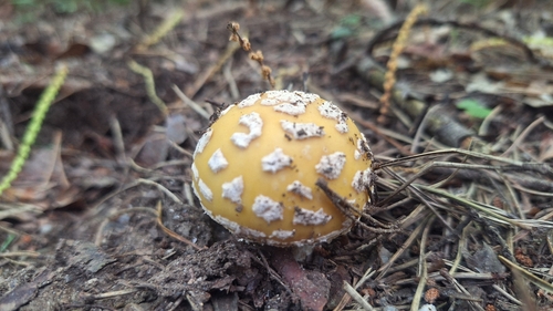 Fly Agaric
