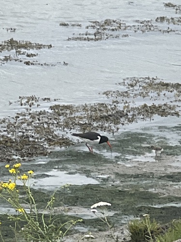 Eurasian Oystercatcher