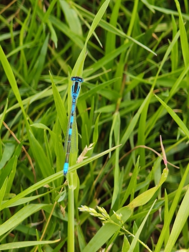 Dainty Damselfly