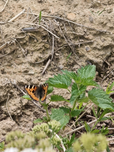 Small Tortoiseshell