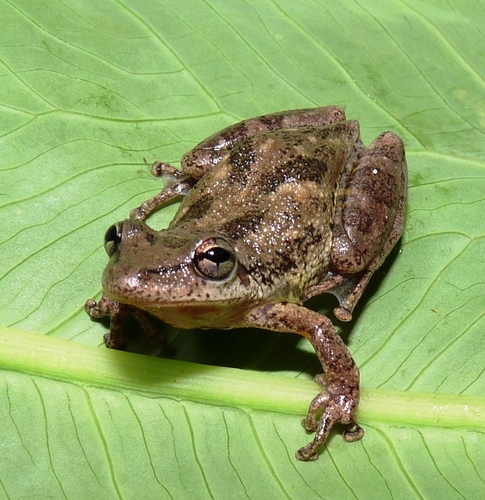 Red Snouted Tree Frog