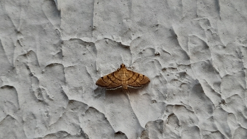 Bean-leaf Webworm Moth