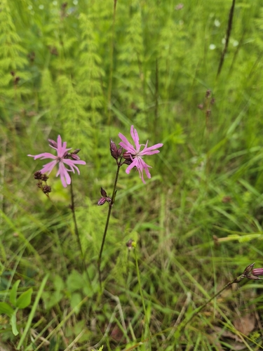 ragged-robin