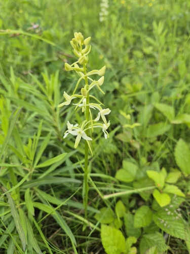 Lesser butterfly-orchid