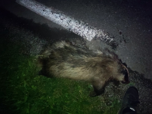 European Badger