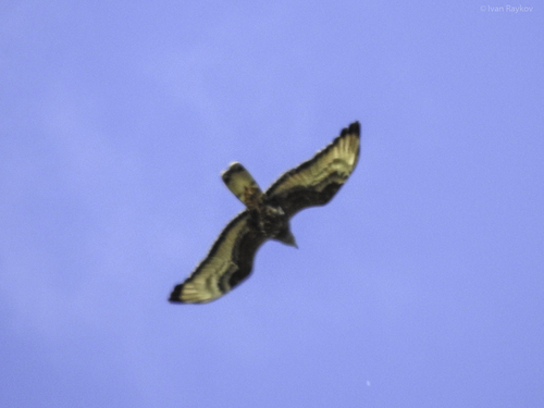 European Honey-buzzard