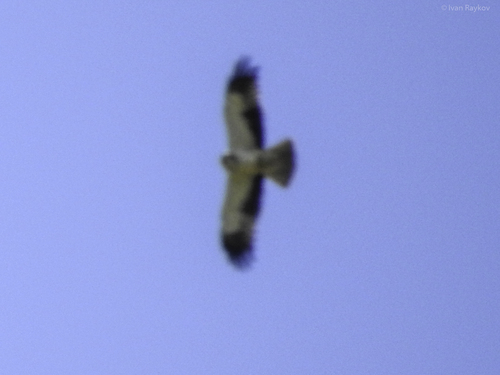 Booted Eagle