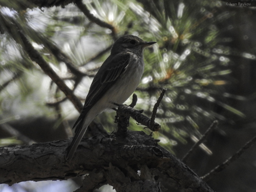 Spotted Flycatcher