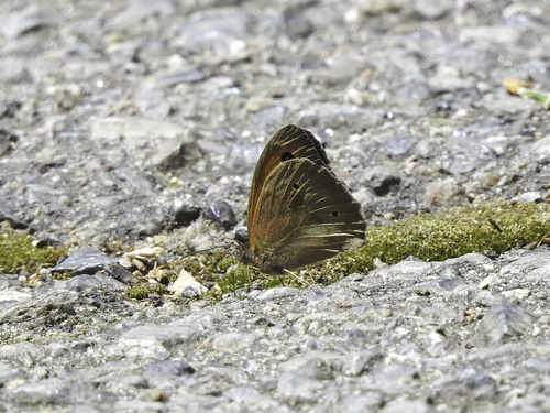 Meadow Brown