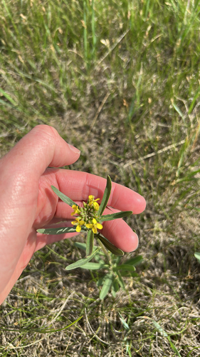 Prairie-rocket Wallflower