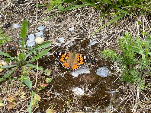 Painted Lady