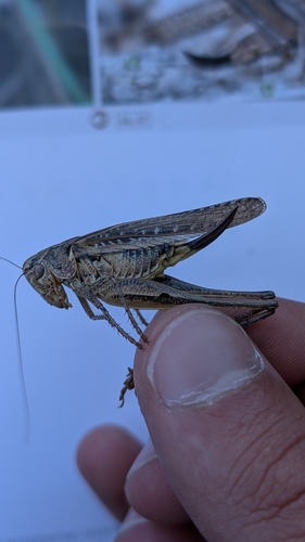 Tuberous Bush-cricket