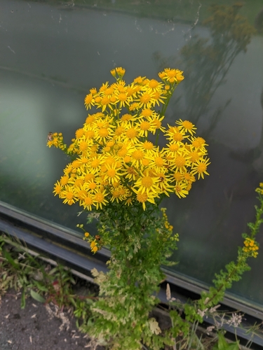ragwort