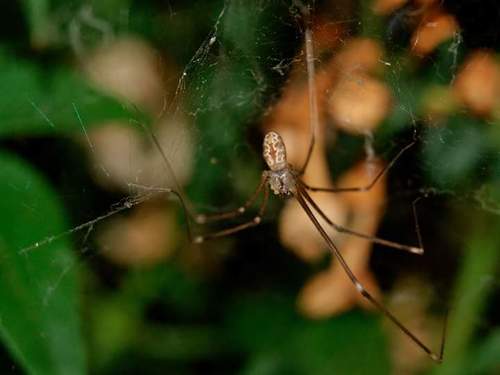Marbled Cellar Spider