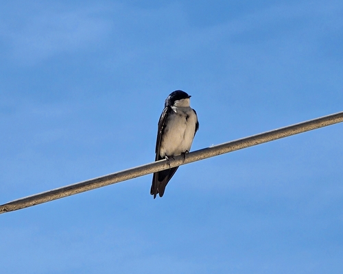 Blue-and-white Swallow