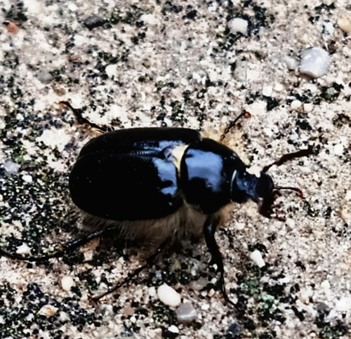 Elaphocera capdeboni