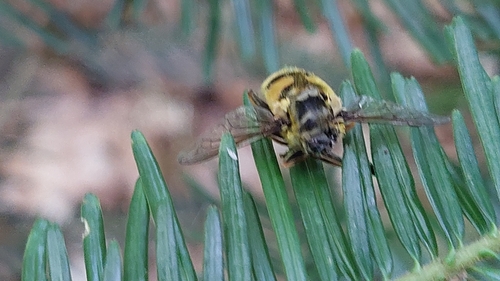 Yellow-haired Sun Fly