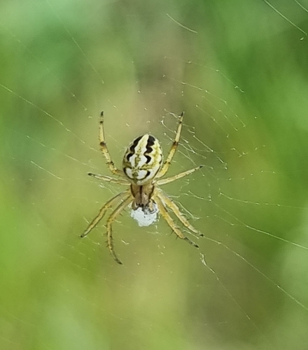Bordered Orbweaver