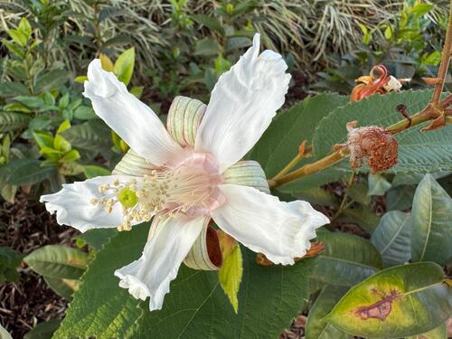Luehea speciosa