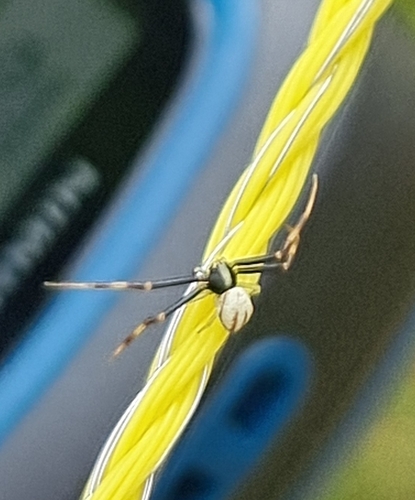 Goldenrod Crab Spider