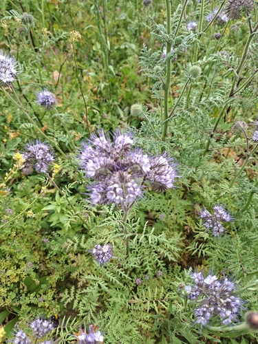Lacy phacelia