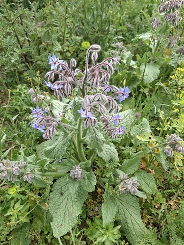 Borage