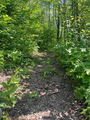 Canadian Ruffed Grouse