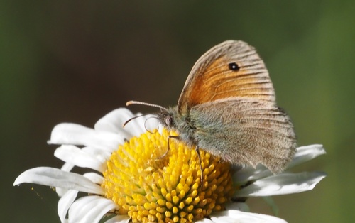 Small Heath