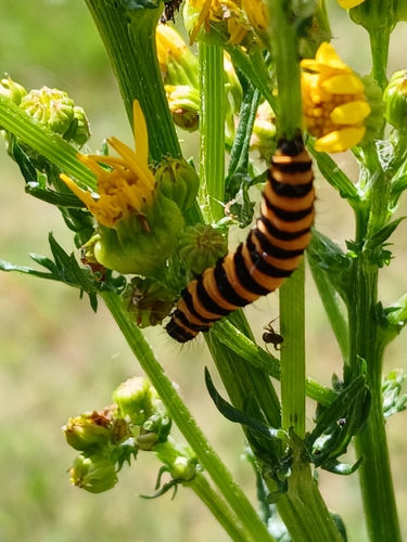 Cinnabar moth
