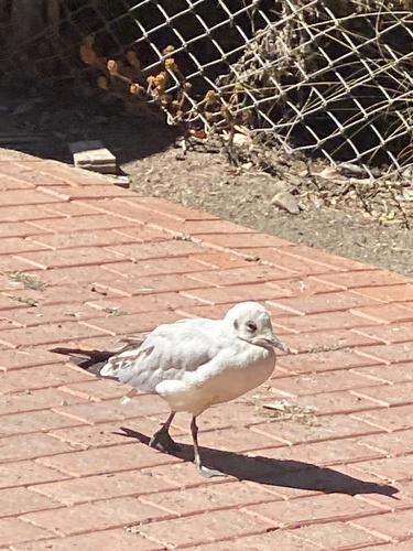Andean Gull