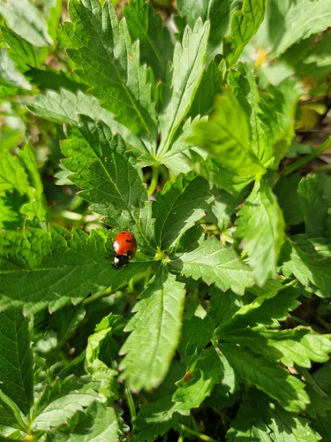 Seven-spotted Lady Beetle