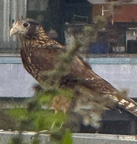 Yellow-headed Caracara