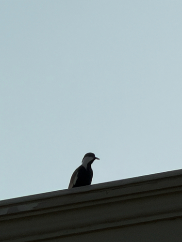Spur-winged Lapwing