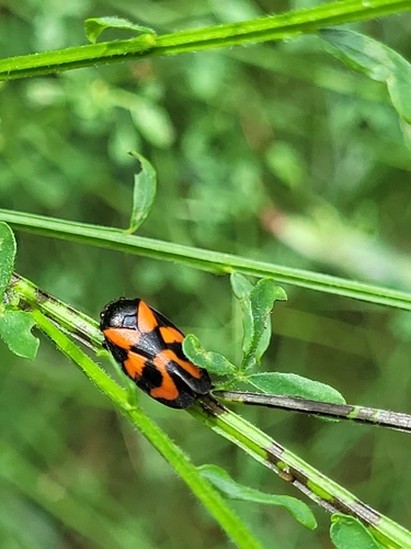 Common Froghopper