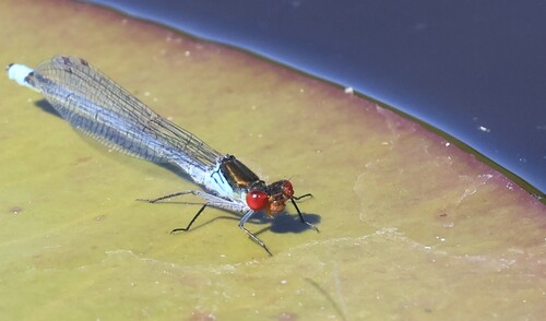 Red-eyed Damselfly