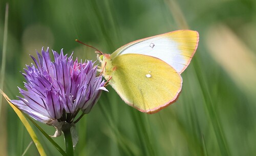 Moorland Clouded Yellow