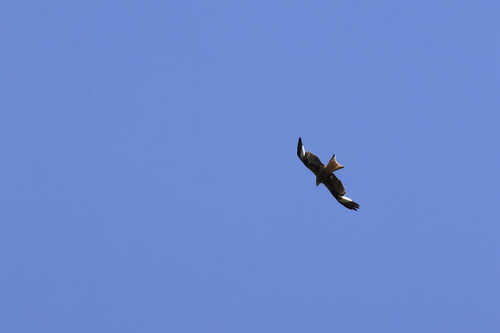 Red Kite