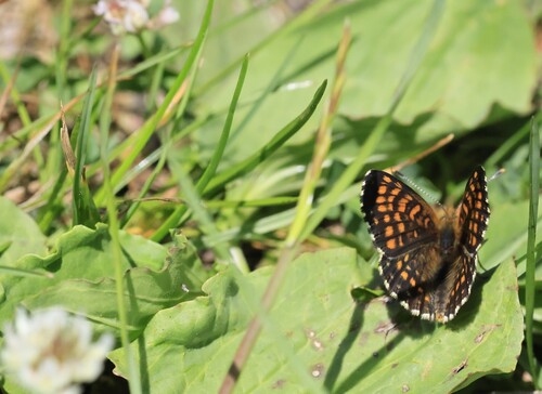 False Heath Fritillary