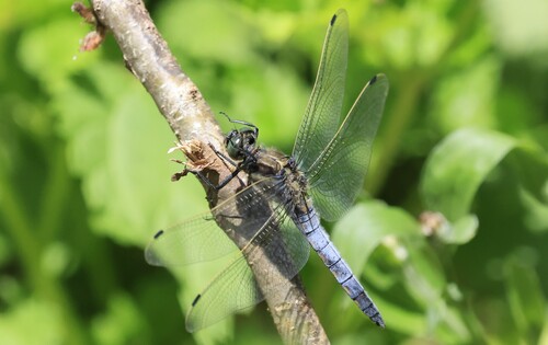 Black-tailed Skimmer