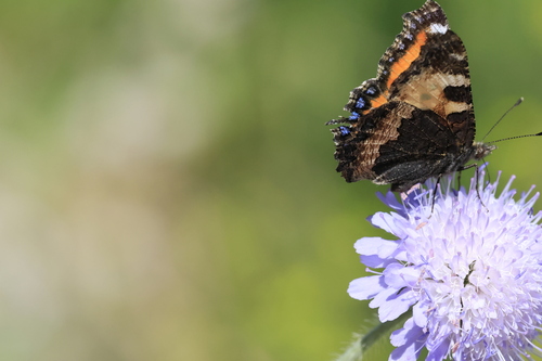 Small Tortoiseshell
