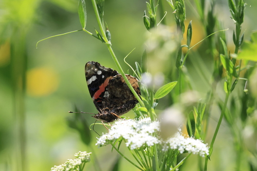 Red Admiral