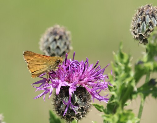 Large Skipper