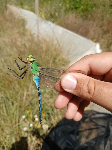 Blue Emperor