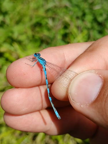 Southern Damselfly