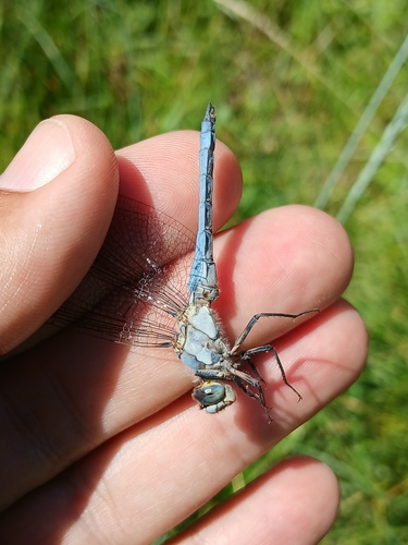 Southern Skimmer