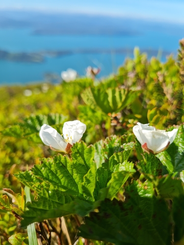 cloudberry