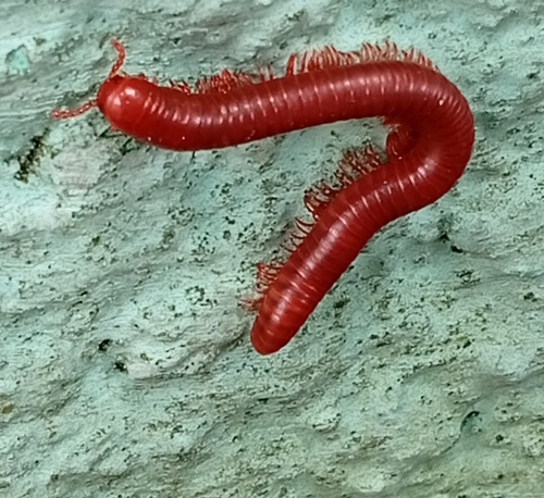 Rusty Millipede