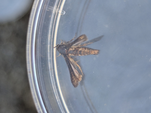 Microsphecia tineiformis