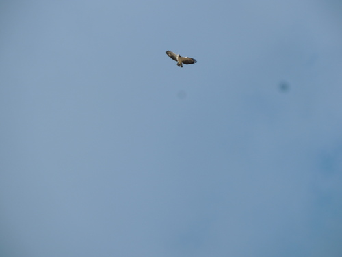 Short-tailed Hawk