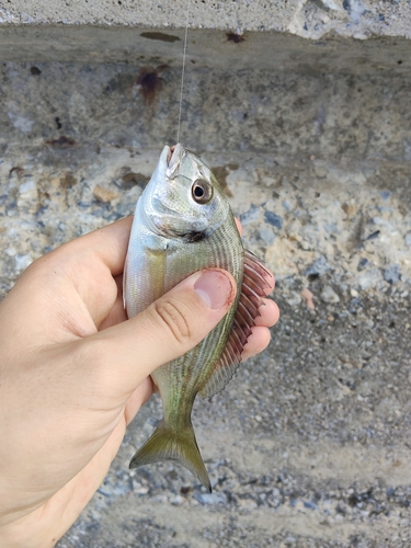 Gilthead Seabream